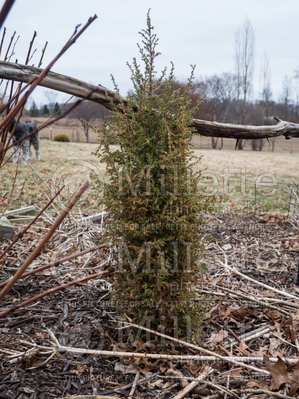 Juniperus Gold Cone (Winter look) (Common Juniper conifer) 10 