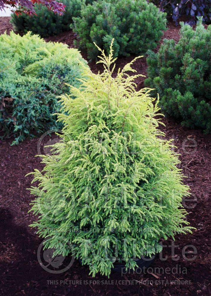 Juniperus Gold Cone (Common Juniper conifer) 12 