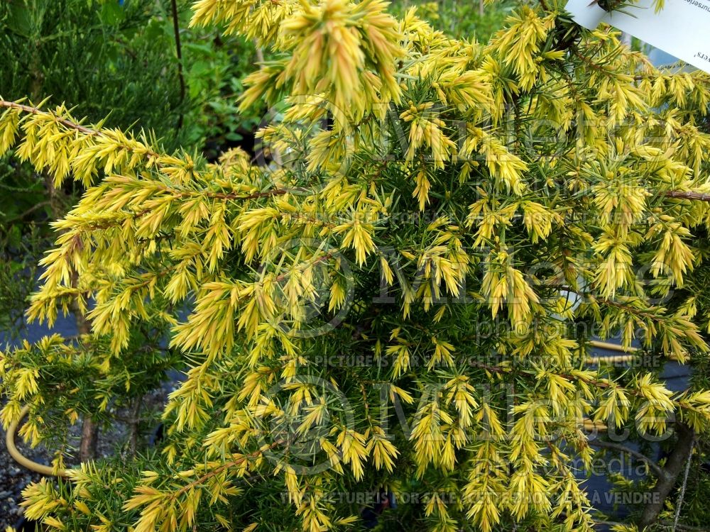 Juniperus Golden Showers (Chinese Juniper conifer) 2 