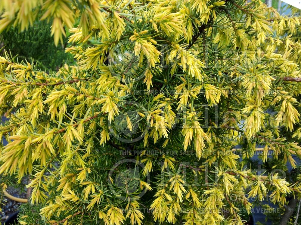 Juniperus Golden Showers (Chinese Juniper conifer) 1 