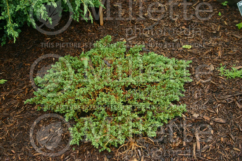 Juniperus Green Carpet (Juniper conifer) 1  