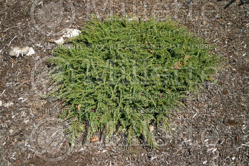 Juniperus Green Carpet (Juniper conifer) 2  