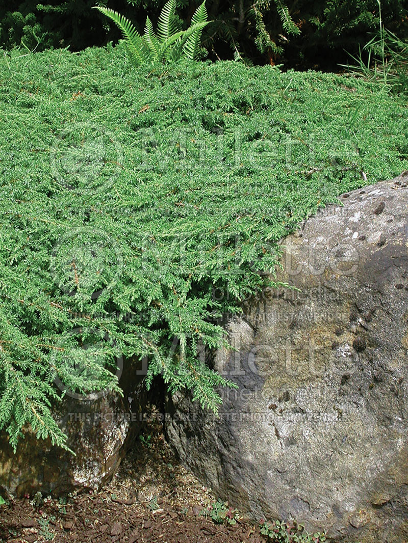 Juniperus Green Carpet (Juniper conifer) 3  