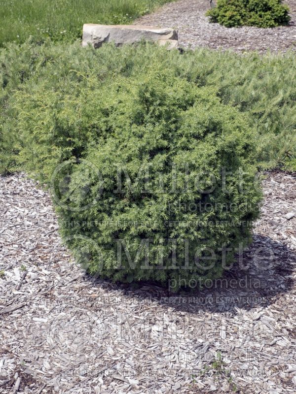 Juniperus Haverbeck (Juniper conifer) 2