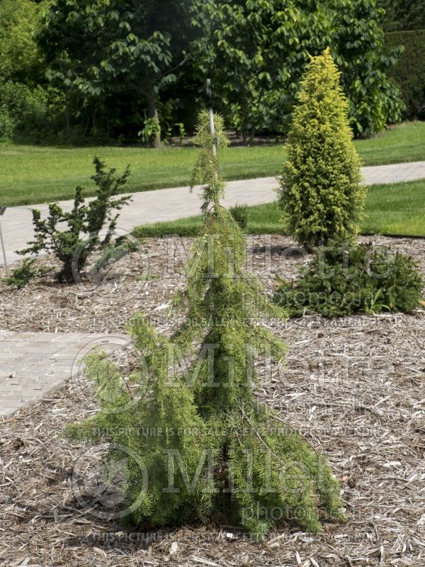 Juniperus Kalebab (Juniper conifer) 1  