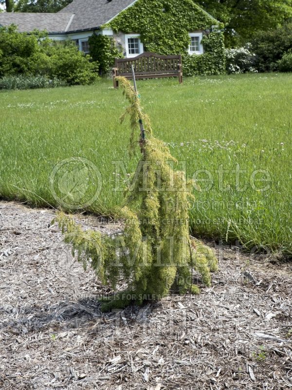 Juniperus Kalebab (Juniper conifer) 2  