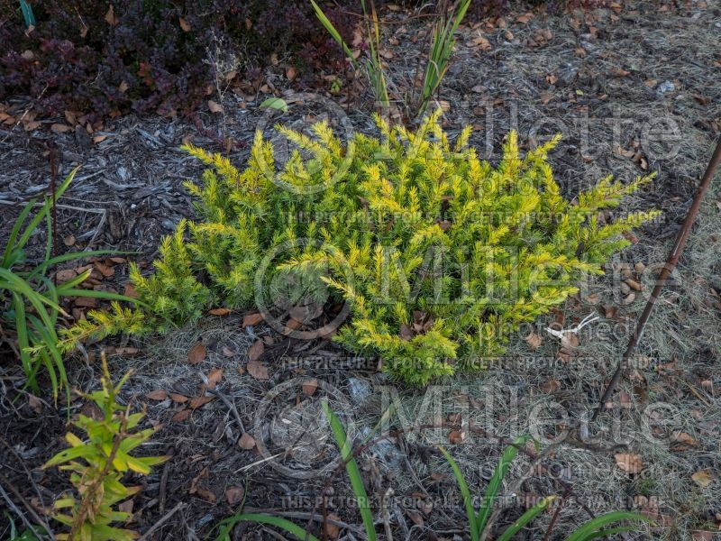 Juniperus All Gold (Juniper conifer) 6