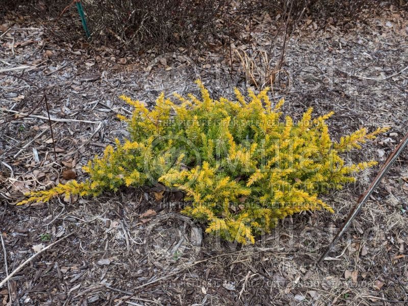 Juniperus All Gold (Juniper conifer) 7