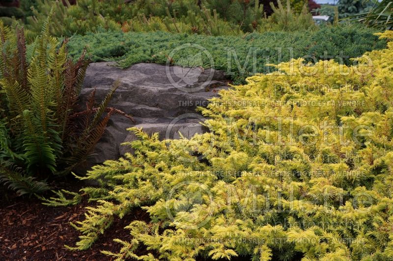 Juniperus All Gold (Juniper conifer) 4