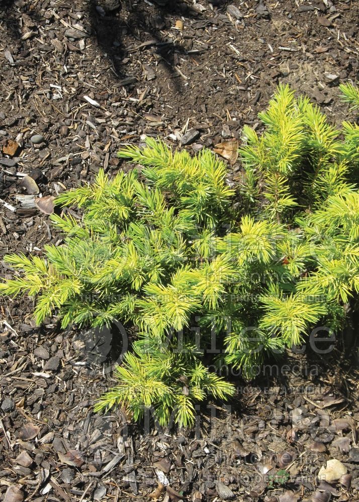 Juniperus All Gold (Juniper conifer) 2