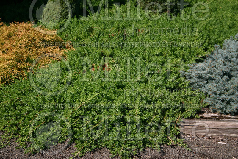 Juniperus Blue Pacific (Shore Juniper conifer) 2