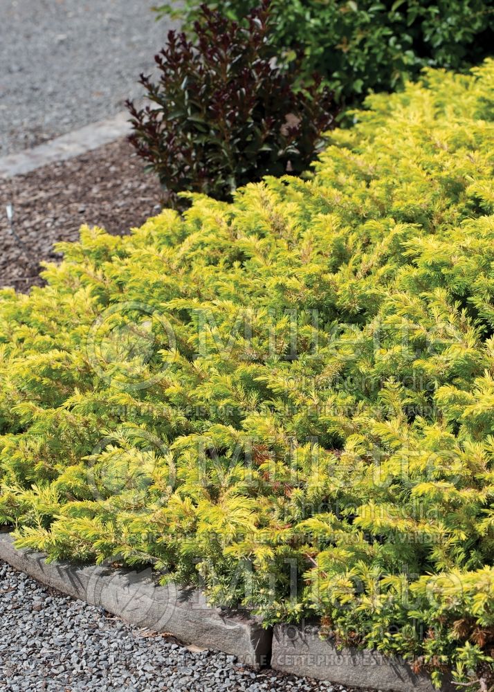 Juniperus Golden Pacific (Juniper conifer) 1 