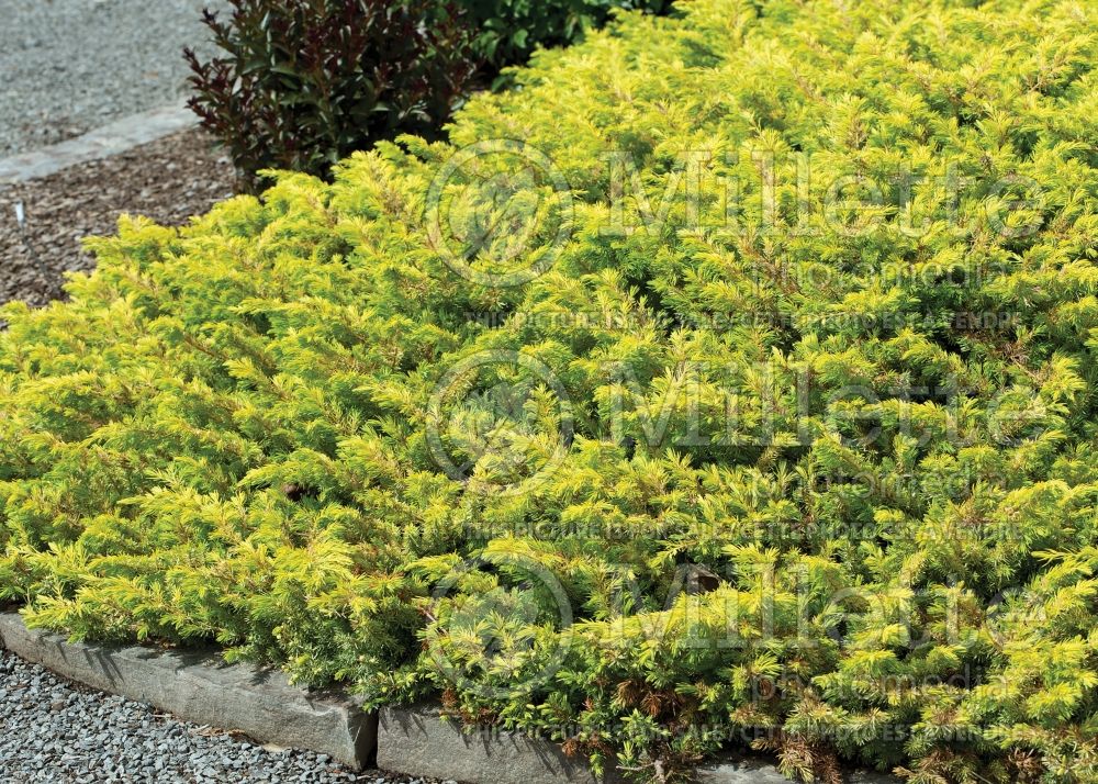 Juniperus Golden Pacific (Juniper conifer) 2 