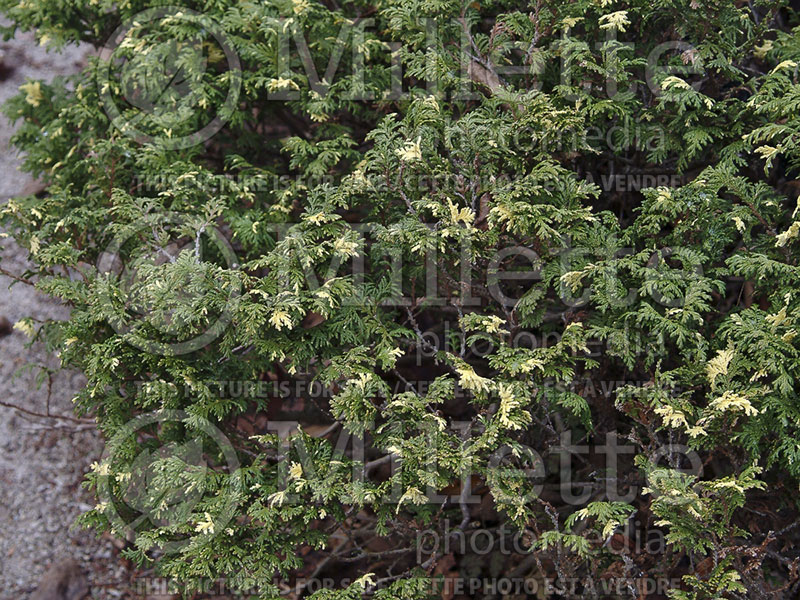 Juniperus Expansa Variegata (Juniper conifer) 2 