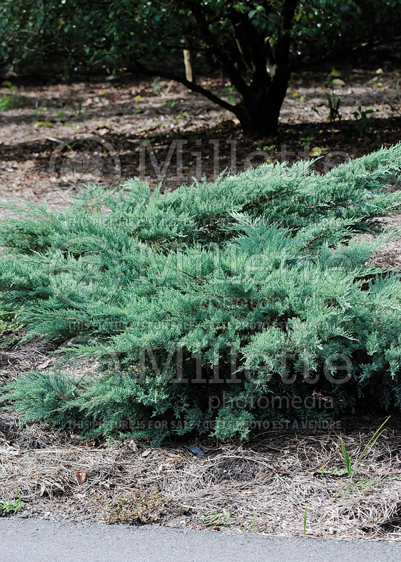 Juniperus Grey Owl (Creeping juniper conifer)  3