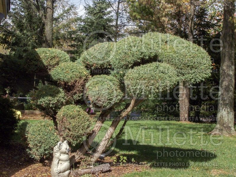 Juniperus Hetzi - topiary (Juniper conifer)  10