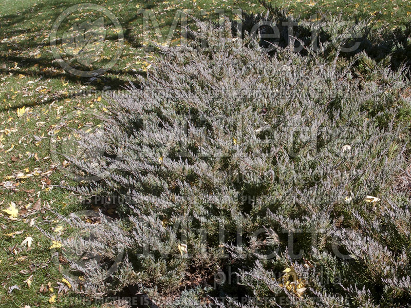 Juniperus Andorra (Juniper conifer) 1