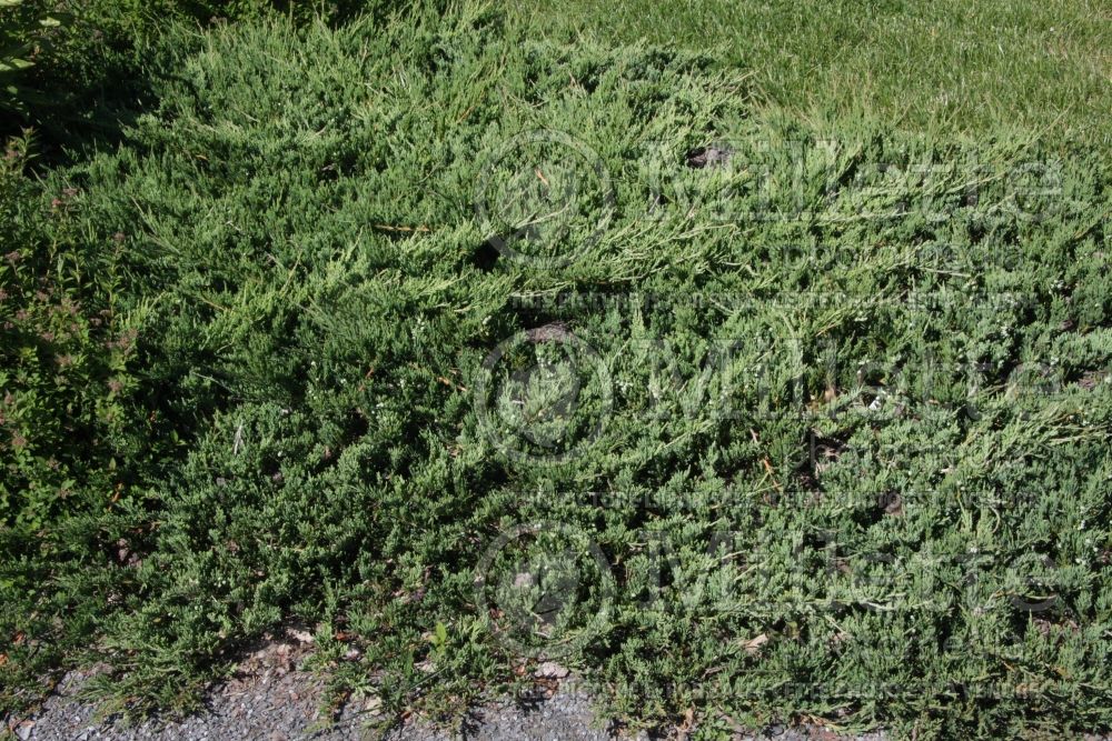 Juniperus Bar Harbor (Juniper conifer) 5