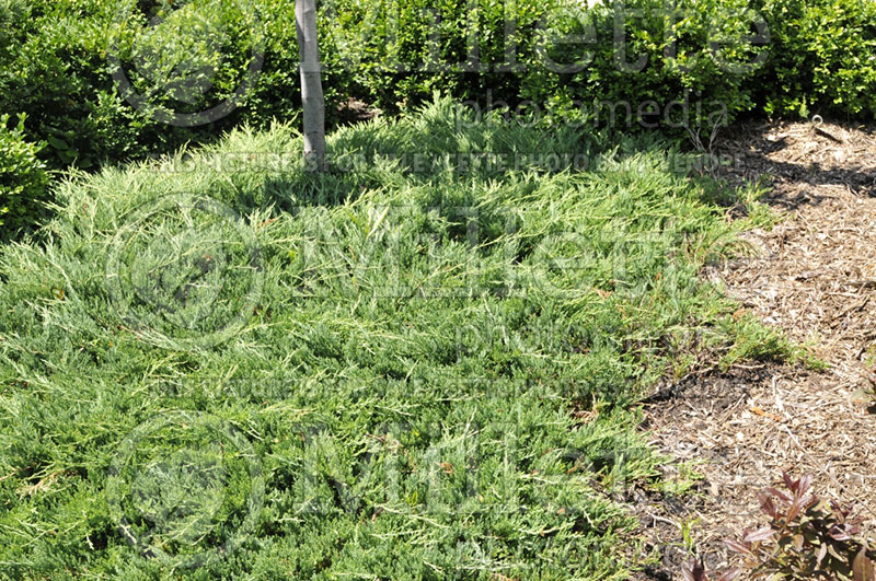 Juniperus Bar Harbor (Juniper conifer) 3