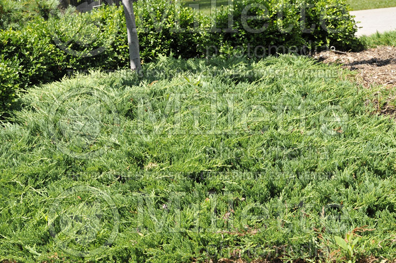 Juniperus Bar Harbor (Juniper conifer) 4