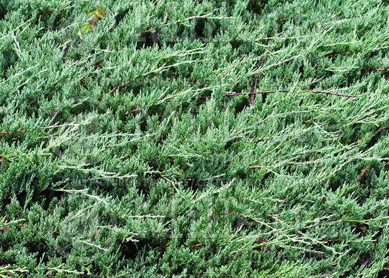 Juniperus Bar Harbor (Juniper conifer) 1