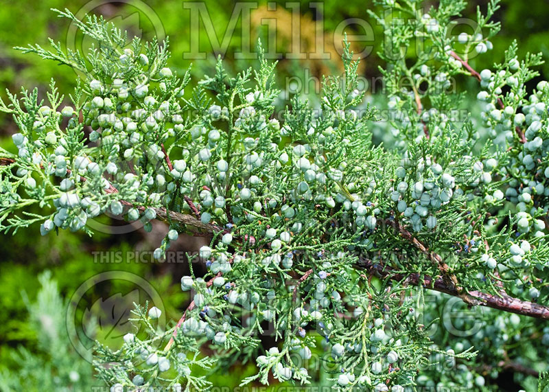 Juniperus Bar Harbor (Juniper conifer) 2