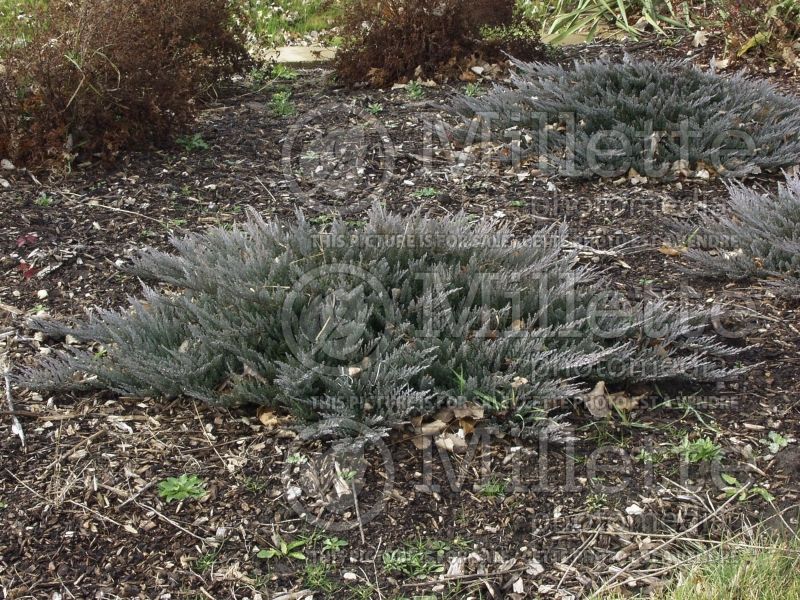 Juniperus Blue Chip (Juniper conifer) 10