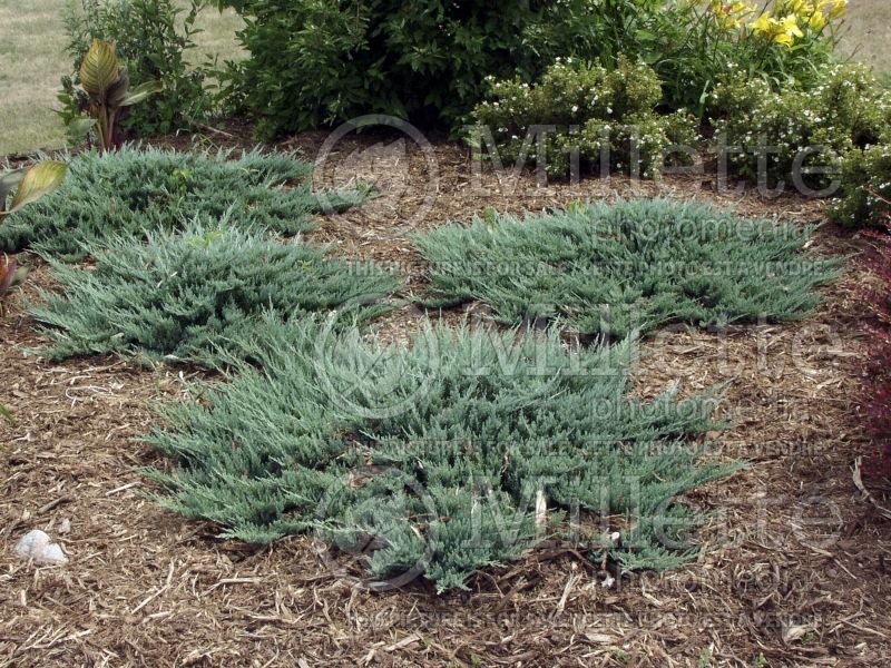 Juniperus Blue Chip (Juniper conifer) 11