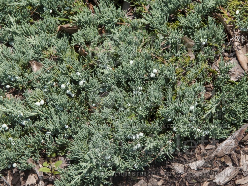 Juniperus Blue Chip (Juniper conifer) 12