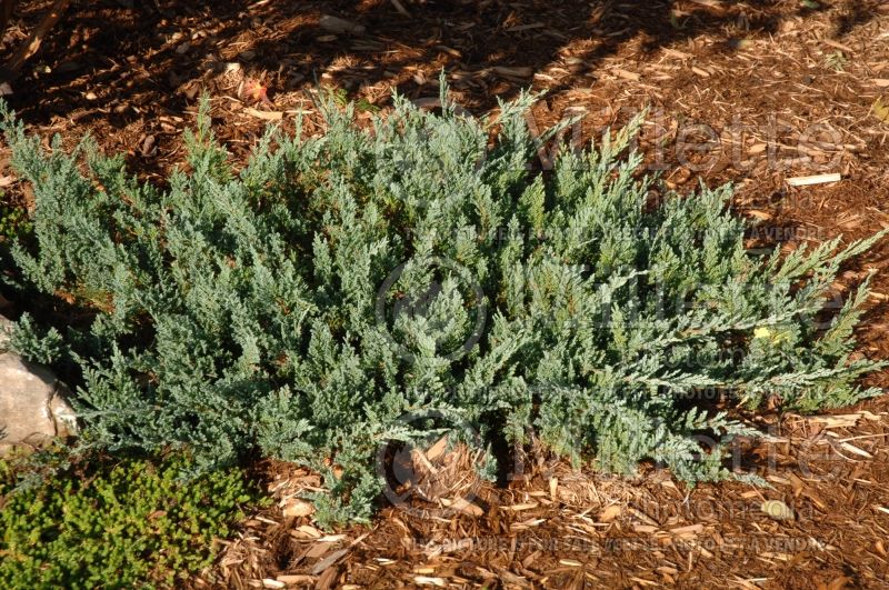 Juniperus Blue Chip (Juniper conifer) 4