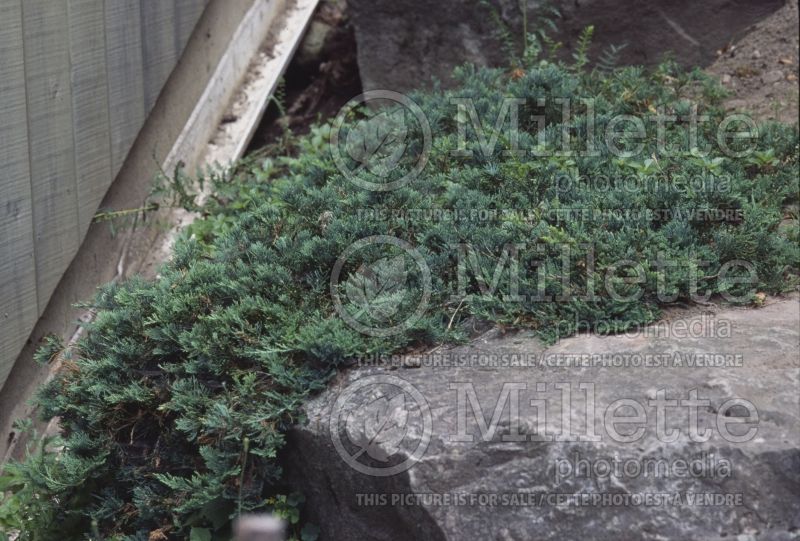 Juniperus Blue Chip (Juniper conifer) 8