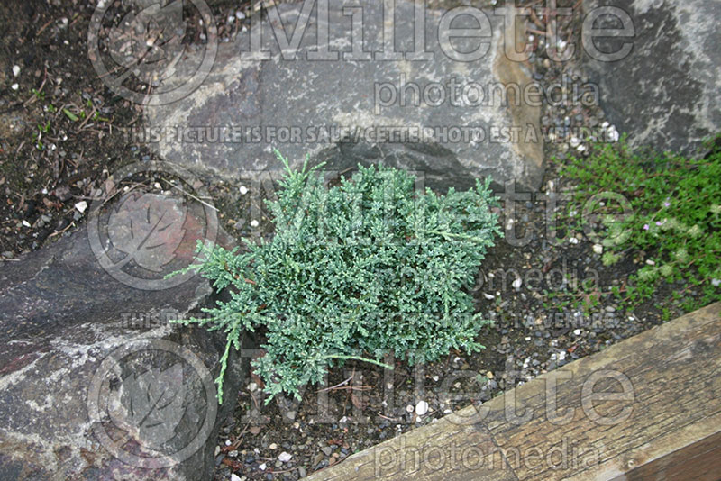 Juniperus Blue Pygmy (Creeping juniper conifer) 1