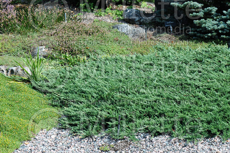 Juniperus Blue Rug (Juniper conifer) 7