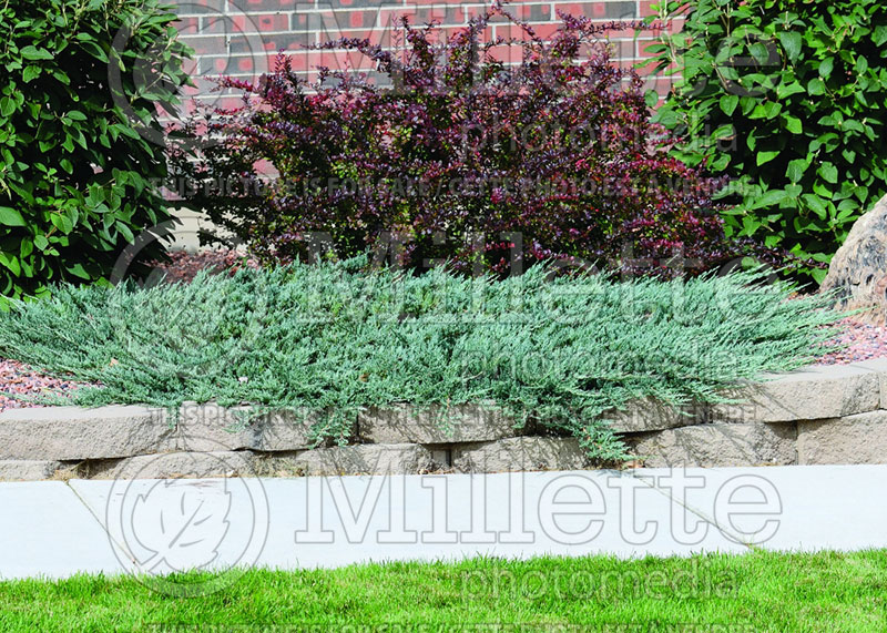 Juniperus Blue Rug (Juniper conifer) 1