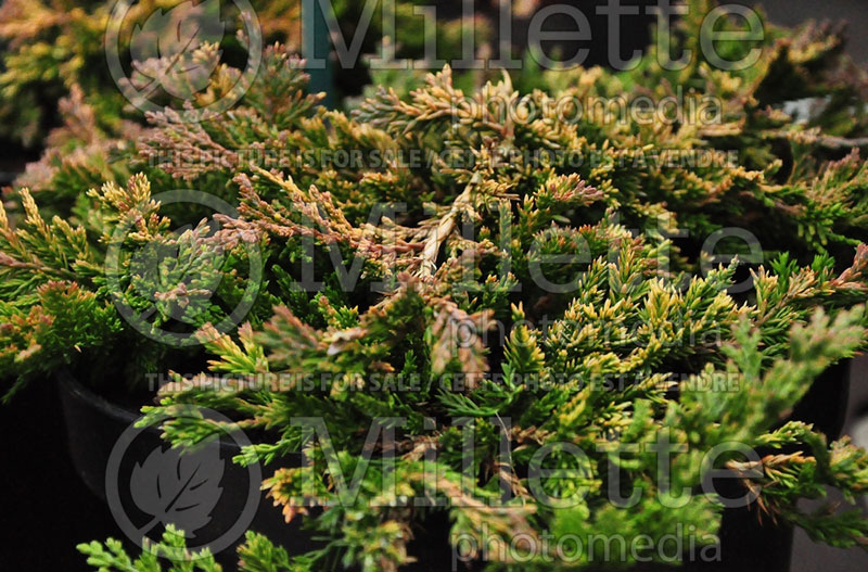 Juniperus Golden Carpet (Creeping juniper conifer) 2 