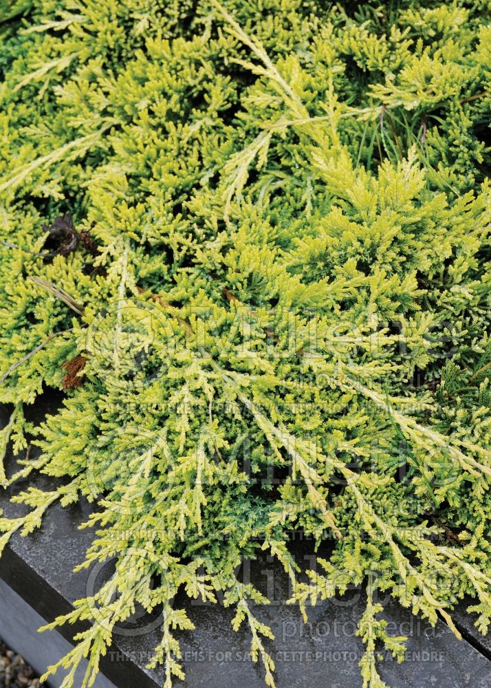Juniperus Golden Carpet (Creeping juniper conifer) 3 
