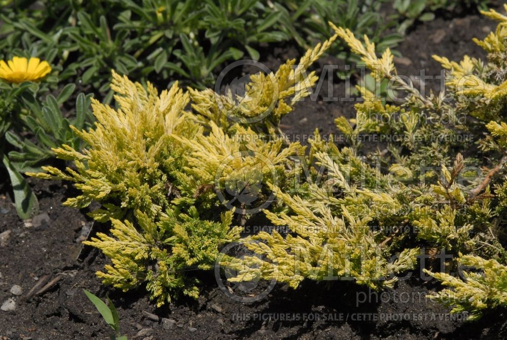 Juniperus Gold Strike (Juniper conifer) 1