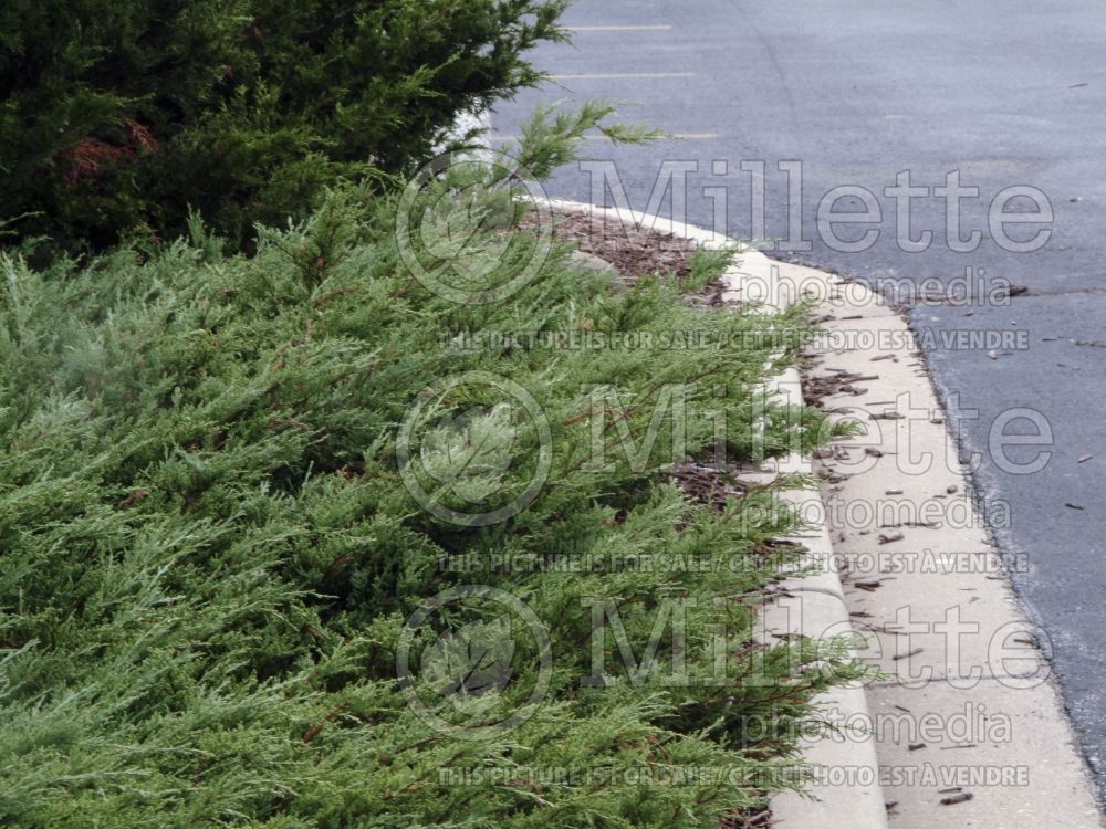 Juniperus Hughes (Juniper conifer) 1