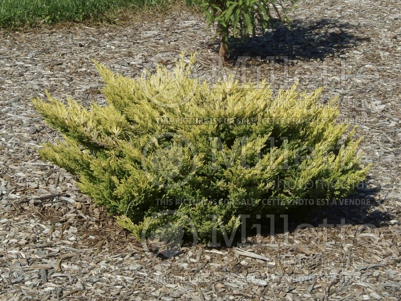 Juniperus Limeglow (Juniper conifer) 6