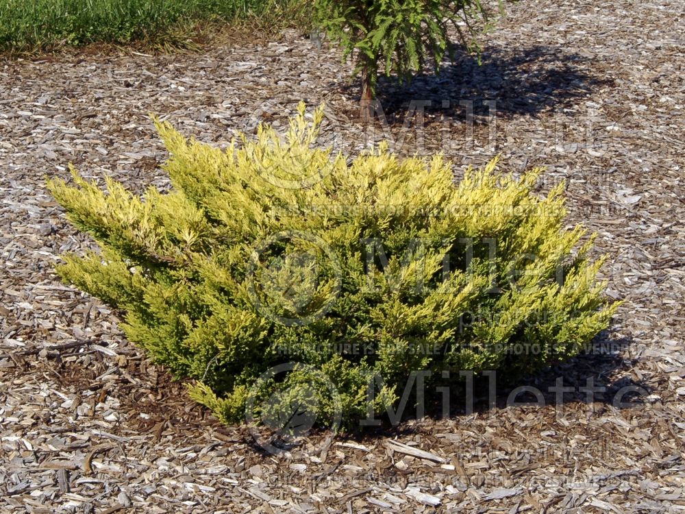 Juniperus Limeglow (Juniper conifer) 8