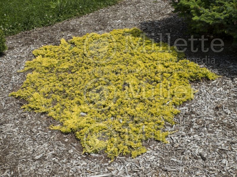 Juniperus Mother Lode (Juniper conifer) 8