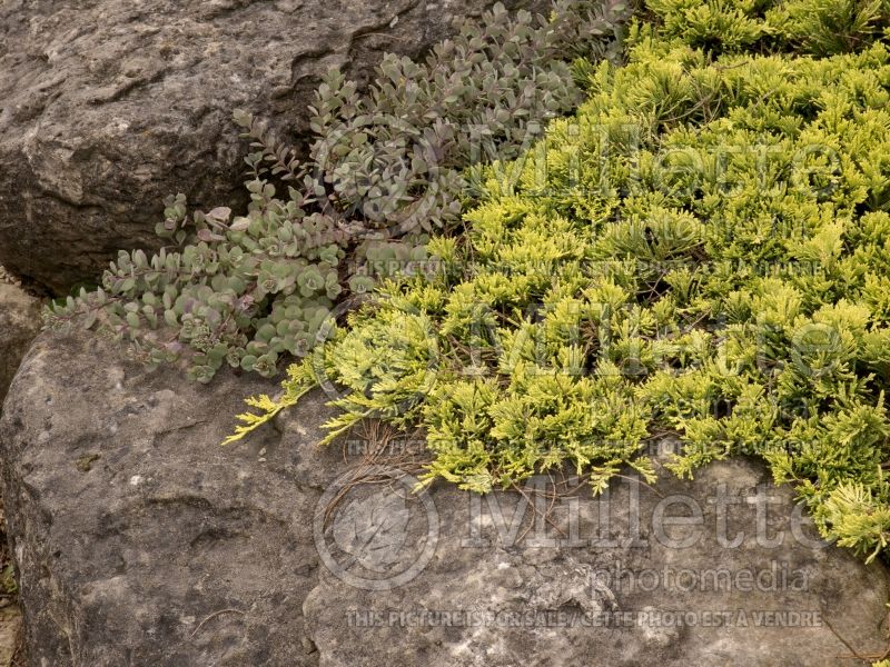 Juniperus Mother Lode (Juniper conifer) 6