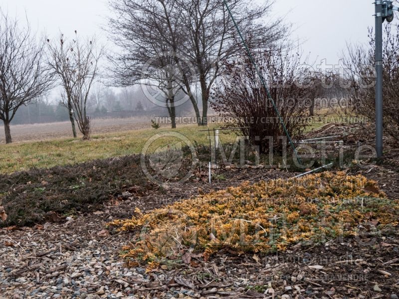 Juniperus Mother Lode (Winter look) (Juniper conifer) 14