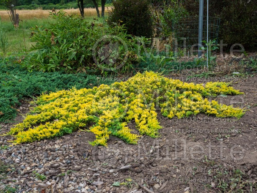 Juniperus Mother Lode (Juniper conifer) 10