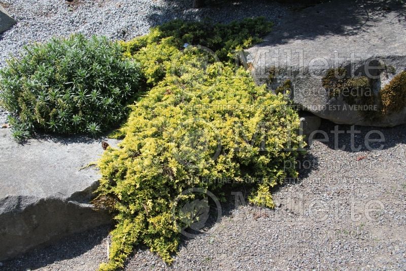 Juniperus Mother Lode (Juniper conifer) 12