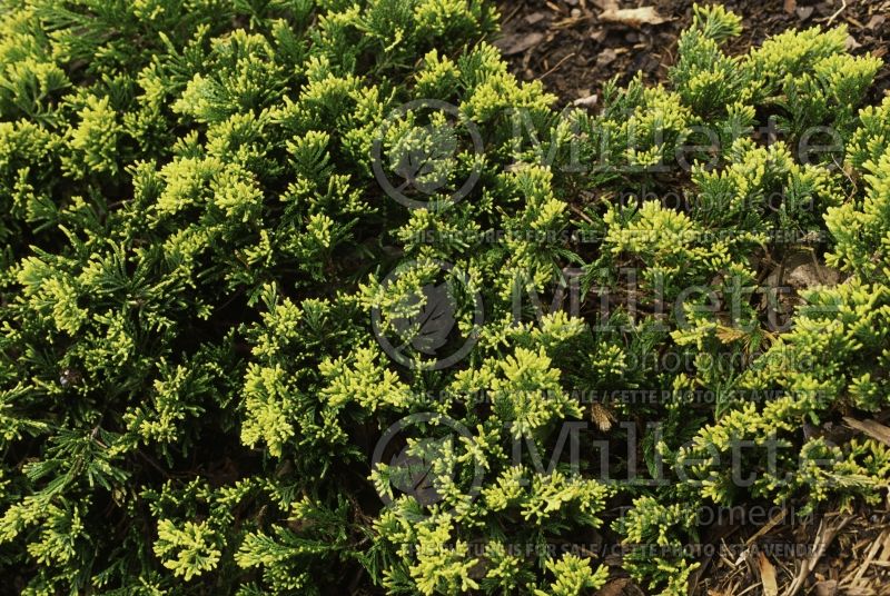 Juniperus Mother Lode (Juniper conifer) 3