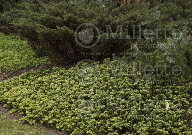 Juniperus Mother Lode (Juniper conifer) 2