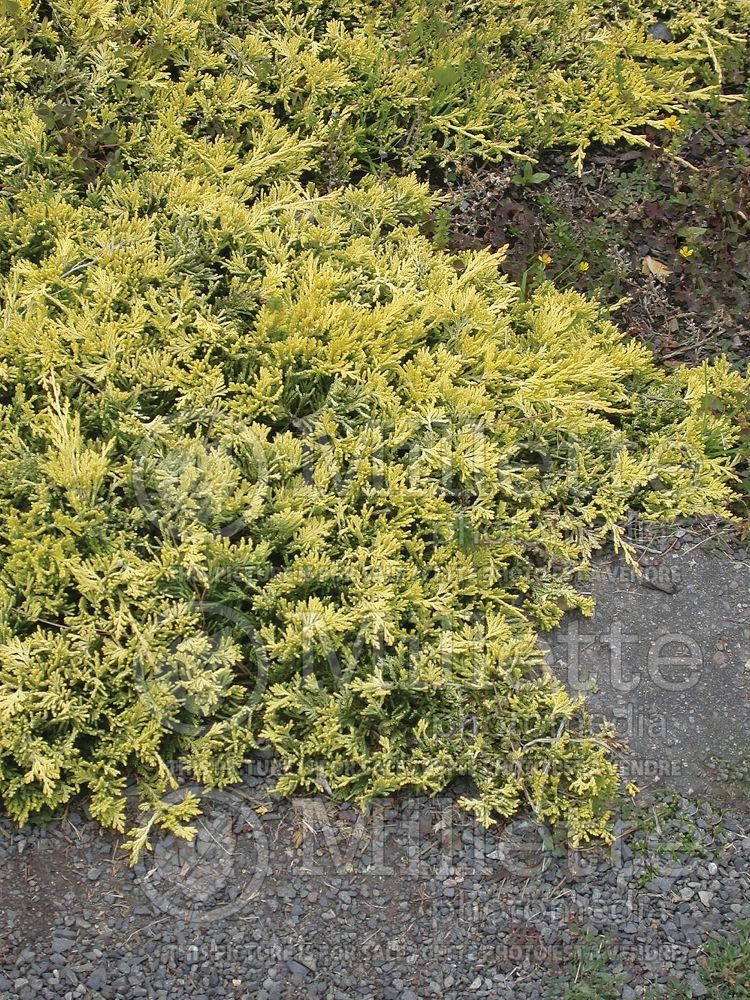 Juniperus Mother Lode (Juniper conifer) 4