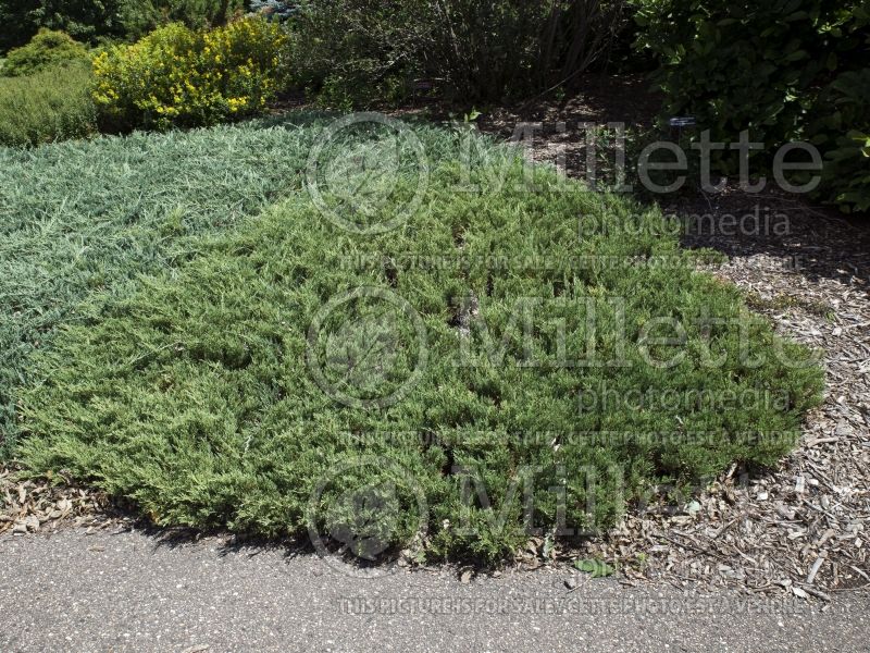 Juniperus Plumosa Compacta (Creeping juniper conifer) 3 