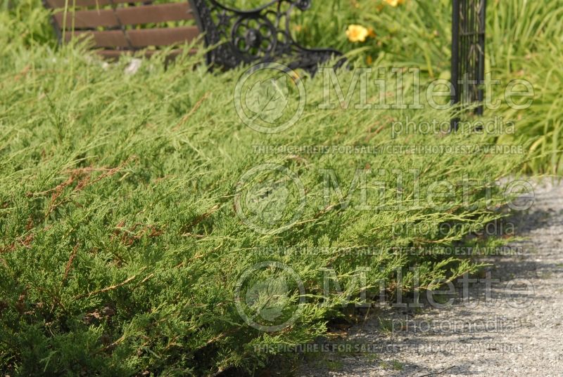 Juniperus Prince of Wale (Juniper conifer) 2